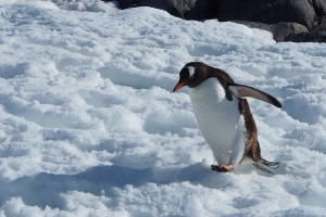 Penguin kicking snow. For decorative purpose only.