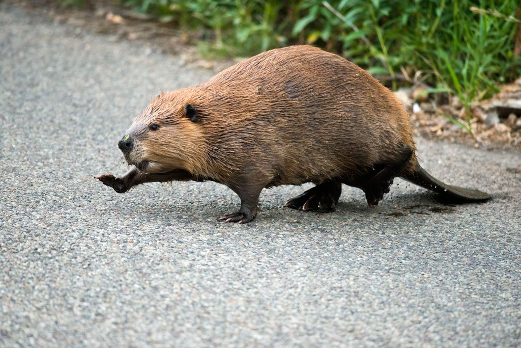 Beaver Walking